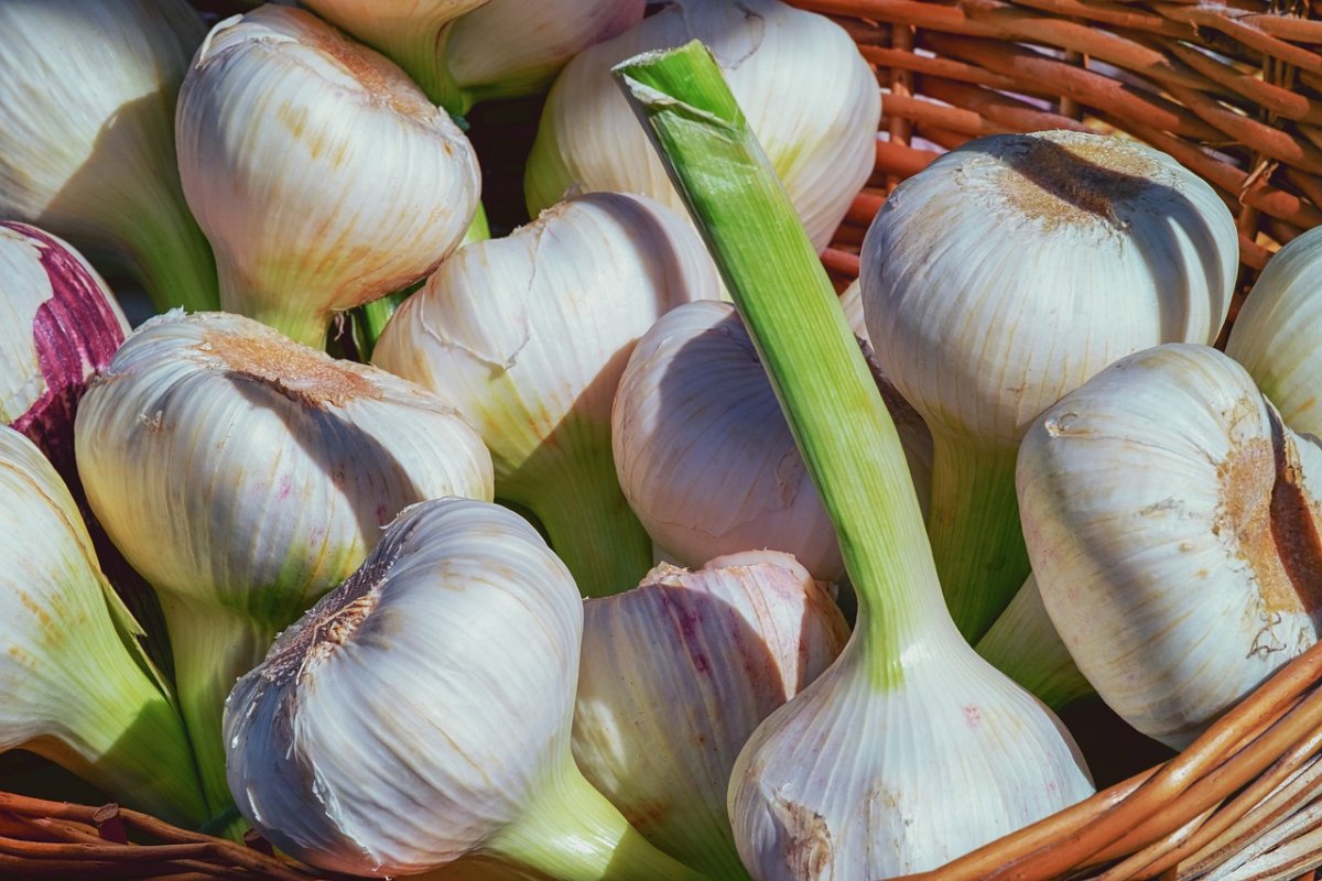 garlic-fresh-aromatic-plant-stockpack-pixabay.jpg garlic, fresh, aromatic plant