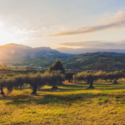plantation-olive-trees-olive-grove-stockpack-pixabay.jpg plantation, olive trees, olive grove