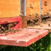 reger-verkehr-und-stau-am-eingang-zum-bienenhaus-busy-traffic-and-congestion-at-the-entrance-to-the-apiary-stockpack-unsplash.jpg Reger Verkehr und Stau am Eingang zum Bienenhaus. Busy traffic and congestion at the entrance to the apiary.