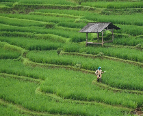 rice-field-paddy-field-agriculture-stockpack-pixabay.jpg rice field, paddy field, agriculture