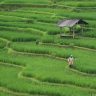 rice field, paddy field, agriculture