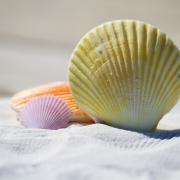 shells, sand, beach