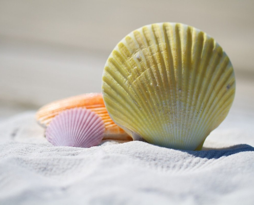 shells, sand, beach