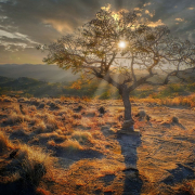 sunset-tree-grasses-stockpack-pixabay.jpg sunset, tree, grasses