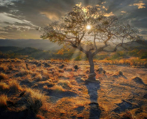 sunset-tree-grasses-stockpack-pixabay.jpg sunset, tree, grasses