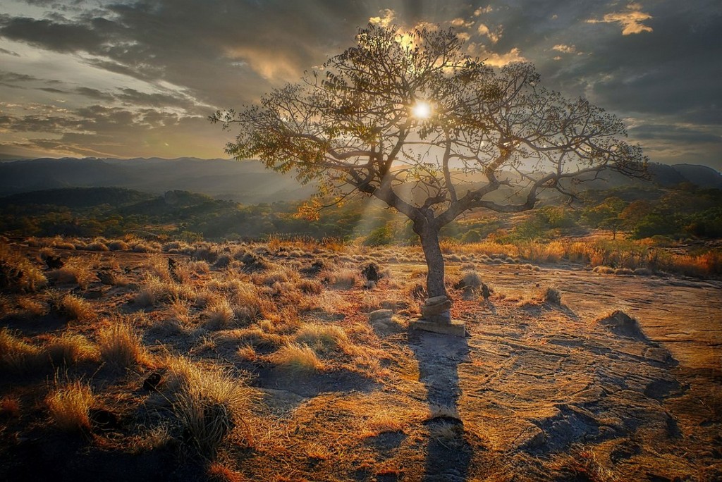 sunset, tree, grasses