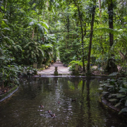 the-bosque-rodrigues-alves-of-belem-do-para-amazon-stockpack-pixabay.jpg the bosque rodrigues alves, of belém do pará, amazon