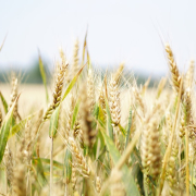 agriculture-arable-barley-bread-stockpack-pexels.jpg Agriculture arable barley bread