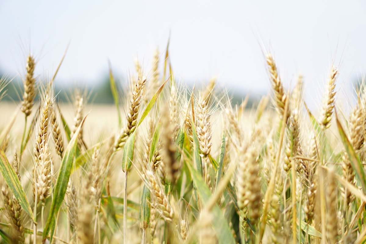 agriculture-arable-barley-bread-stockpack-pexels.jpg Agriculture arable barley bread