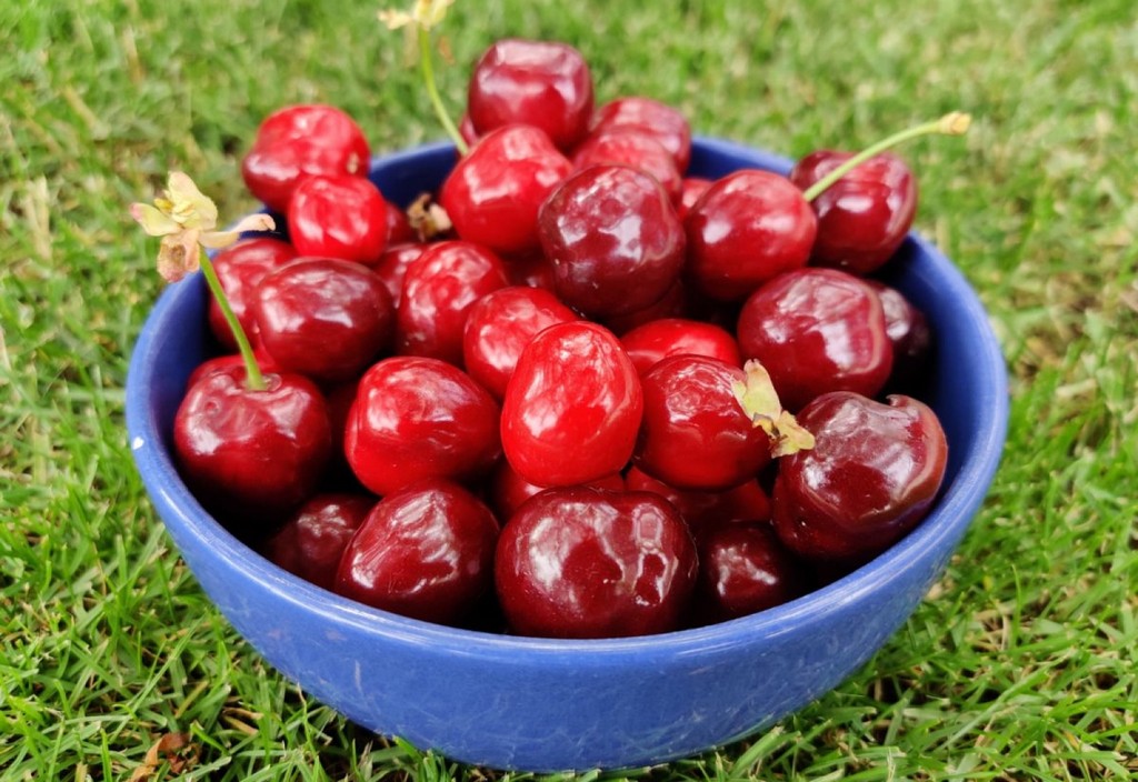 cirese bol fructe roșii bio Copyright foto Contactati www.AFACERI.news Cirese Bol Fructe Roșii Bio Copyright Foto Contactati Www.afaceri.news