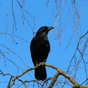 crow-corvus-frugilegus-rook-stockpack-pixabay.jpg crow, corvus frugilegus, rook