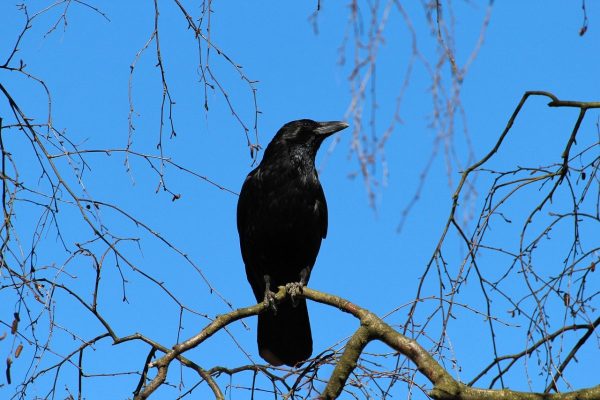 crow, corvus frugilegus, rook