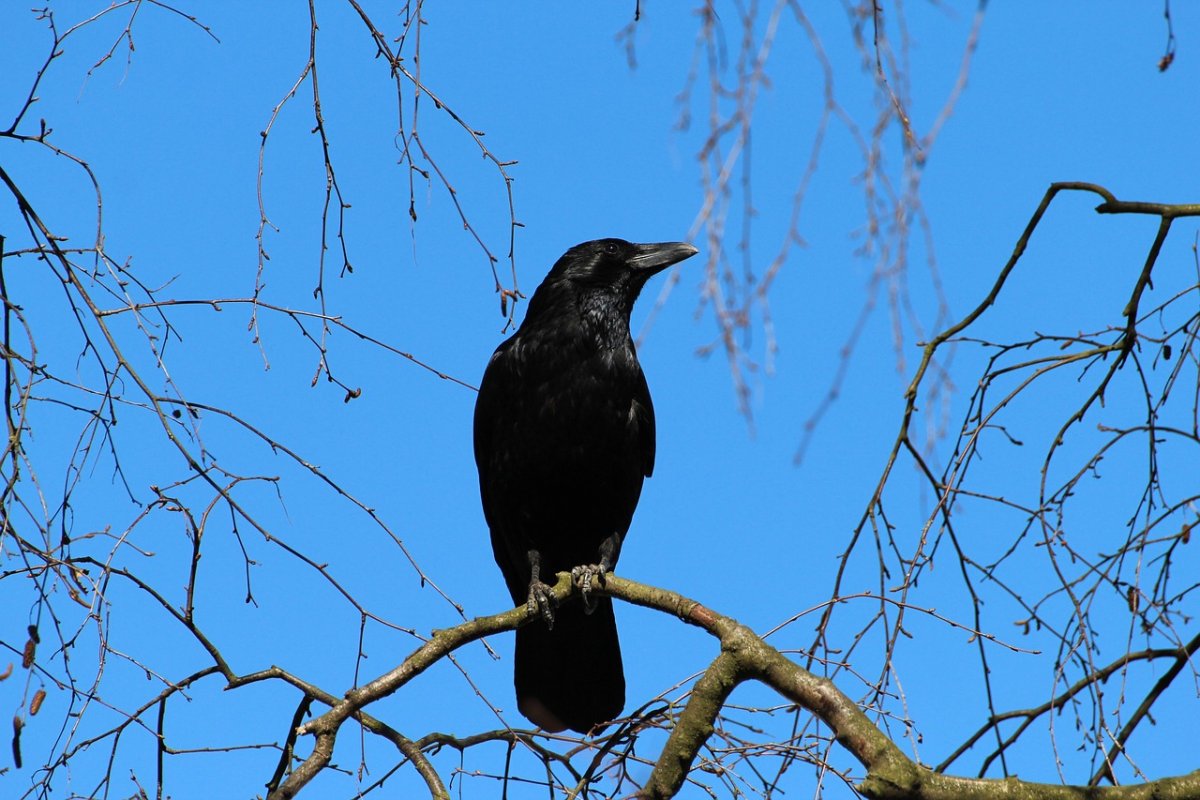 crow-corvus-frugilegus-rook-stockpack-pixabay.jpg crow, corvus frugilegus, rook