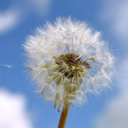 dandelion-seeds-flower-stockpack-pixabay.jpg dandelion, flower background, seeds