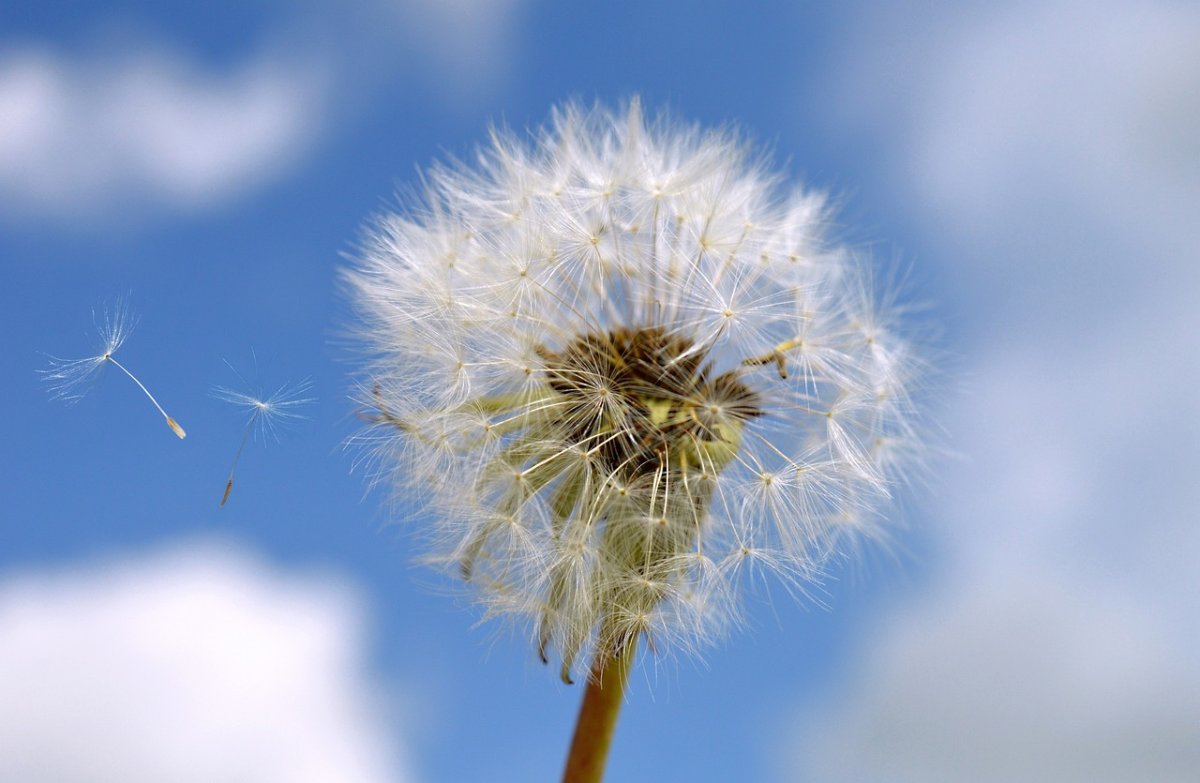 dandelion-seeds-flower-stockpack-pixabay.jpg dandelion, flower background, seeds
