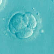 embryo, ivf, microfertilization