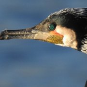 great cormorant, seabird, bird