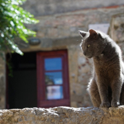 greece-monemvasia-cat-stockpack-pixabay.jpg greece, monemvasia, cat
