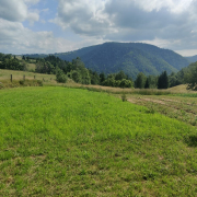padure impadurire teren munte iarba verde defrisari Apuseni Copyright foto Contactati www.AFACERI.news Padure Impadurire Teren Munte Iarba Verde Defrisari Apuseni Copyright Foto Contactati Www.afaceri.news