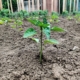 Răsad Grădină Plante Ardei Grindină Pământ Fertil Copyright Foto Contactati Www.afaceri.news