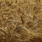 selective-focus-photography-wheat-field-stockpack-unsplash.jpg selective focus photography wheat field