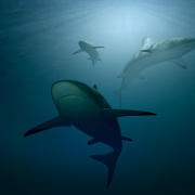 shark-sea-ocean-stockpack-pixabay.jpg shark, sea, ocean