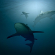 shark-sea-ocean-stockpack-pixabay.jpg shark, sea, ocean
