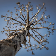 tree-dead-beach-stockpack-pixabay.jpg tree, dead, beach