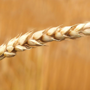 wheat-grains-closeup-photography-stockpack-pexels.jpg Wheat grains closeup photography