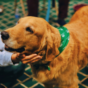 a-person-petting-a-dog-with-a-green-collar-stockpack-unsplash.jpg a person petting a dog with a green collar