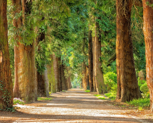 avenue-trees-tree-lined-stockpack-pixabay.jpg avenue, trees, tree lined