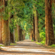 avenue-trees-tree-lined-stockpack-pixabay.jpg avenue, trees, tree lined