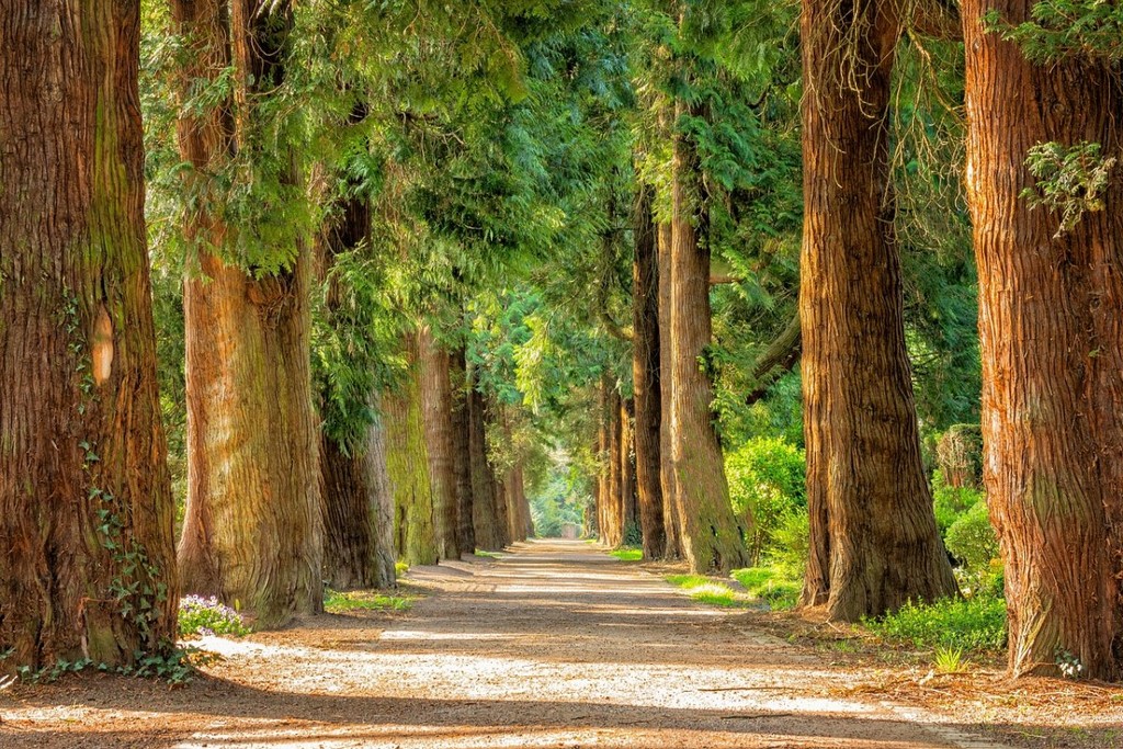 avenue-trees-tree-lined-stockpack-pixabay.jpg avenue, trees, tree lined