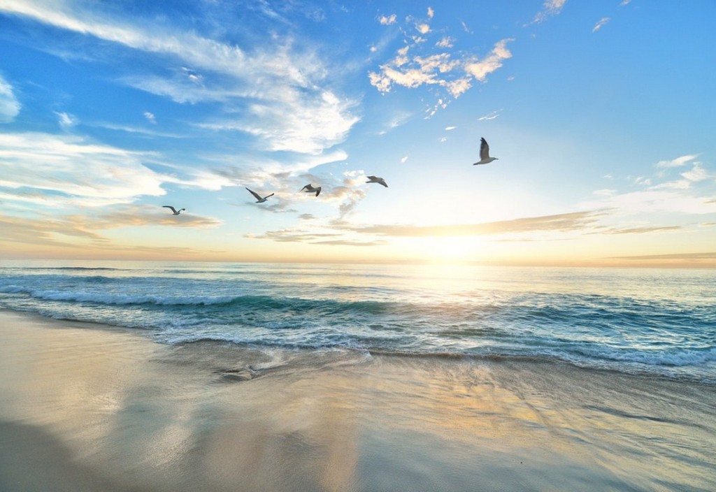 beach-birds-sea-stockpack-pixabay.jpg beach, birds, sea