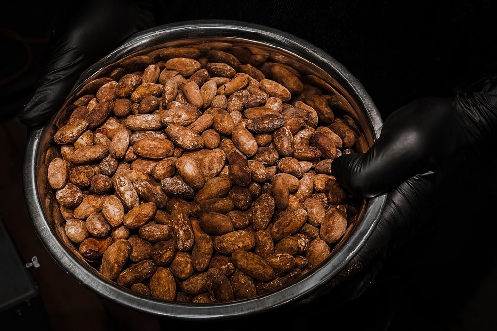 Brown cocoa beans on stainless steel bowl