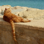 cat-pet-red-stockpack-pixabay.jpg cat, pet, red