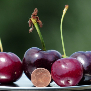 cherries, big, gigantic