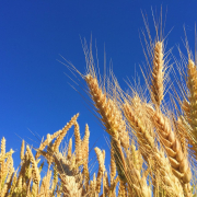 closeup-photography-of-brown-wheats-stockpack-unsplash.jpg closeup photography of brown wheats