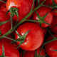 fresh-ripe-red-tomatoes-with-water-drops-stockpack-pexels.jpg Fresh ripe red tomatoes with water drops