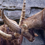 ibex, mountain goats, water