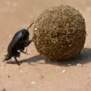 scarab, beetle, god