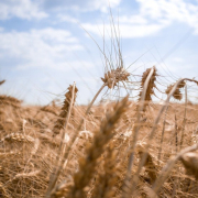 ukraine-wheat-field-stockpack-pixabay.jpg ukraine, wheat, field
