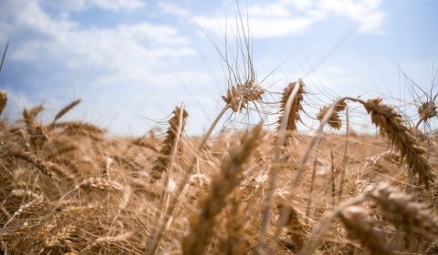 ukraine, wheat, field