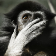 animal-ape-gibbon-stockpack-pixabay.jpg animal, ape, gibbon