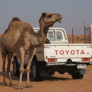 camel-toyota-desert-stockpack-pixabay.jpg camel, toyota, desert