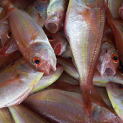 fish-fisherman-fishing-stockpack-pixabay.jpg fish, fisherman, fishing