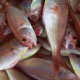 fish-fisherman-fishing-stockpack-pixabay.jpg fish, fisherman, fishing