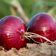 onion-bed-roots-stockpack-pixabay.jpg onion, bed, roots