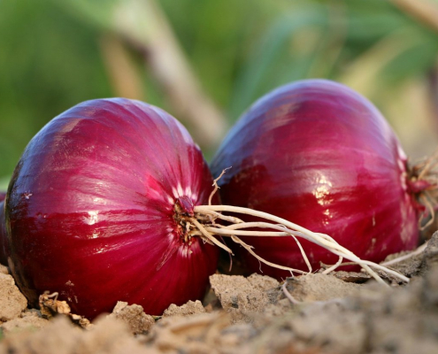 onion-bed-roots-stockpack-pixabay.jpg onion, bed, roots