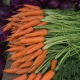 orange-carrots-on-purple-and-green-leaves-stockpack-unsplash.jpg orange carrots on purple and green leaves